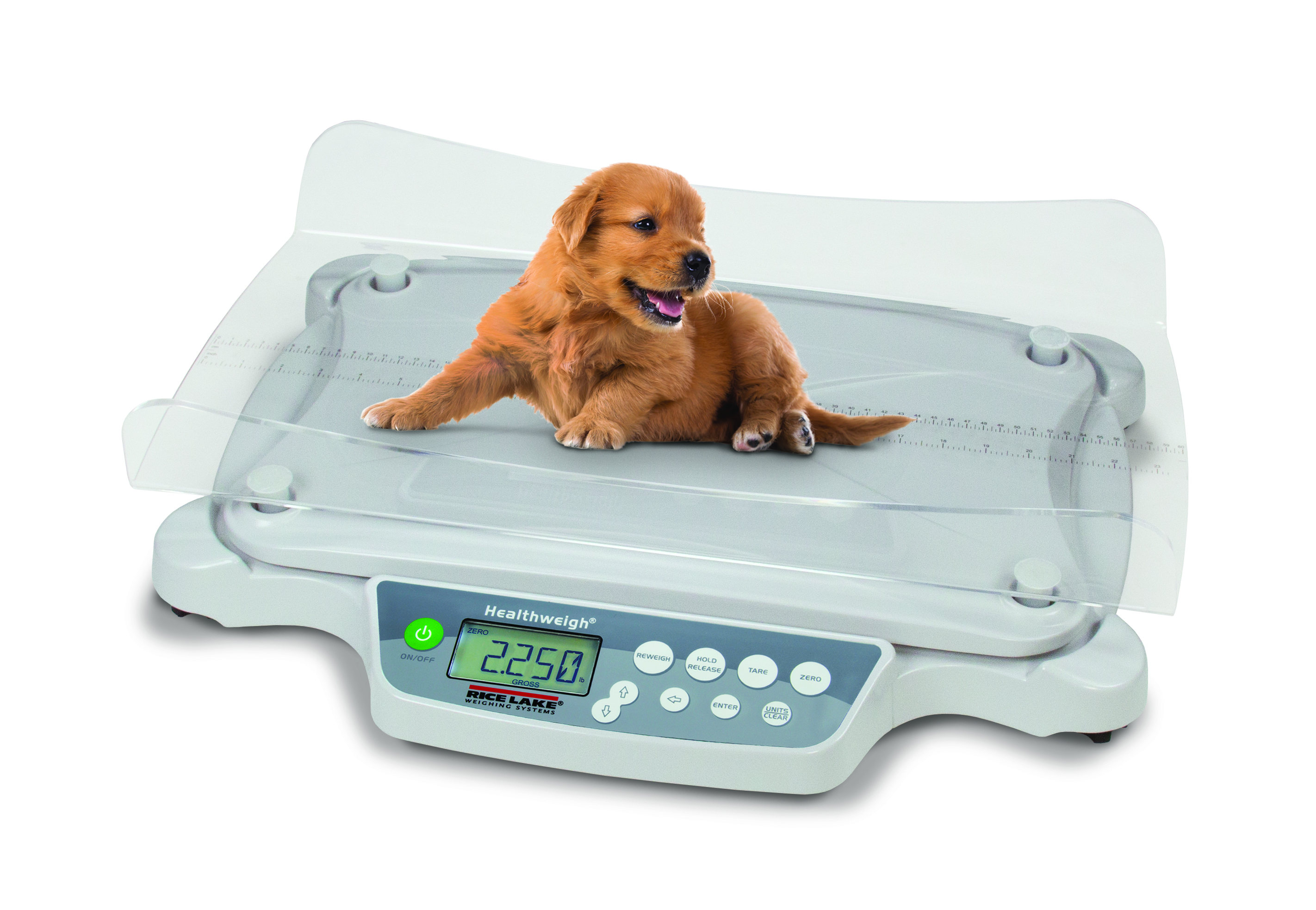 Neonatal Puppy (3)